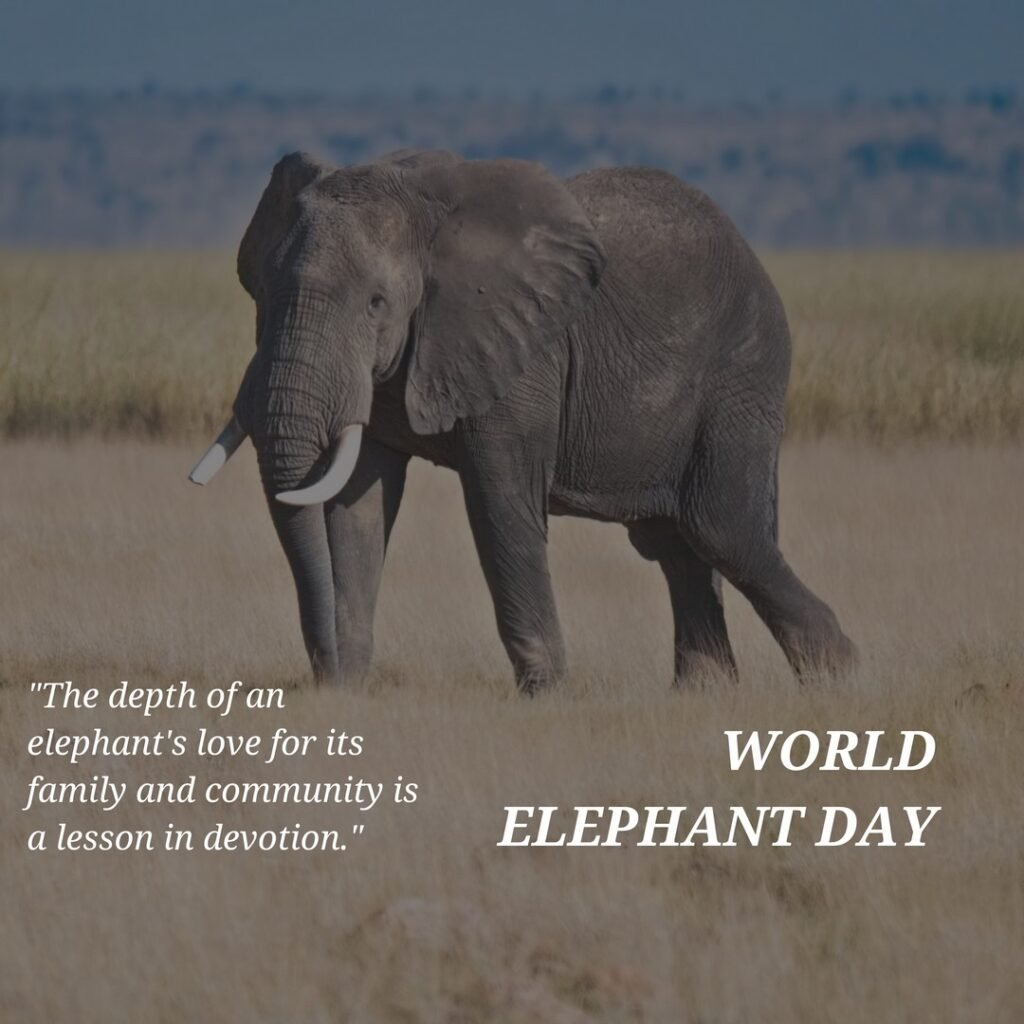 Picwale - Readymade World Elephant Day Post